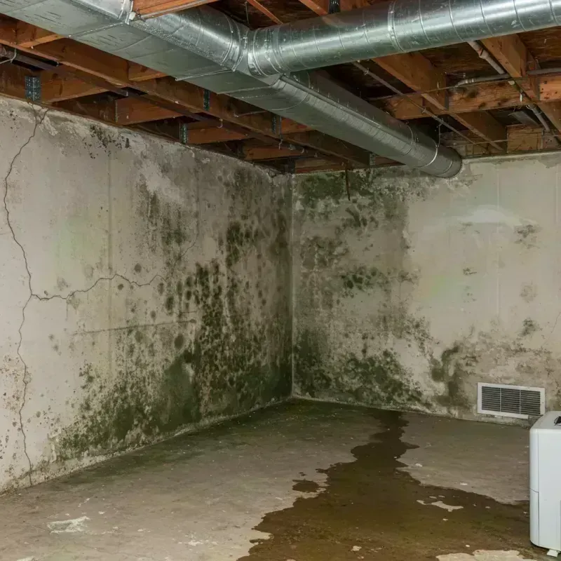 Professional Mold Removal in McDonough County, IL